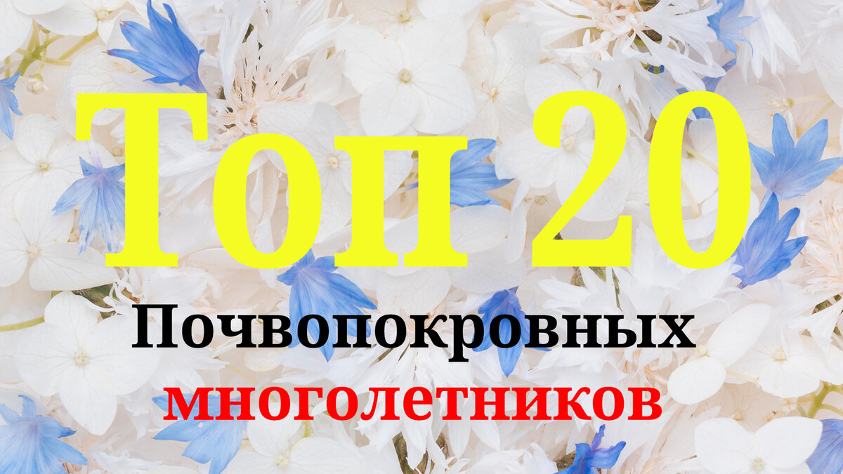 ТОП 20 лучших почвопокровных многолетников! И никакой газон не нужен! |  Современная дача | Дзен