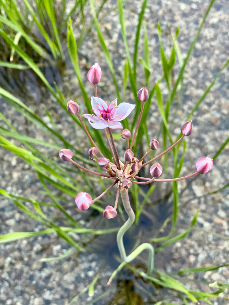 Цветущий цветочный пруд