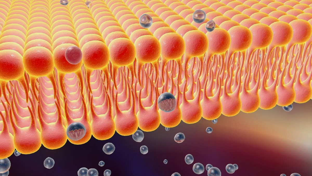 3D-модель клеточной мембраны. На фотографии виден липидный бислой (обозначен оранжевым цветом)