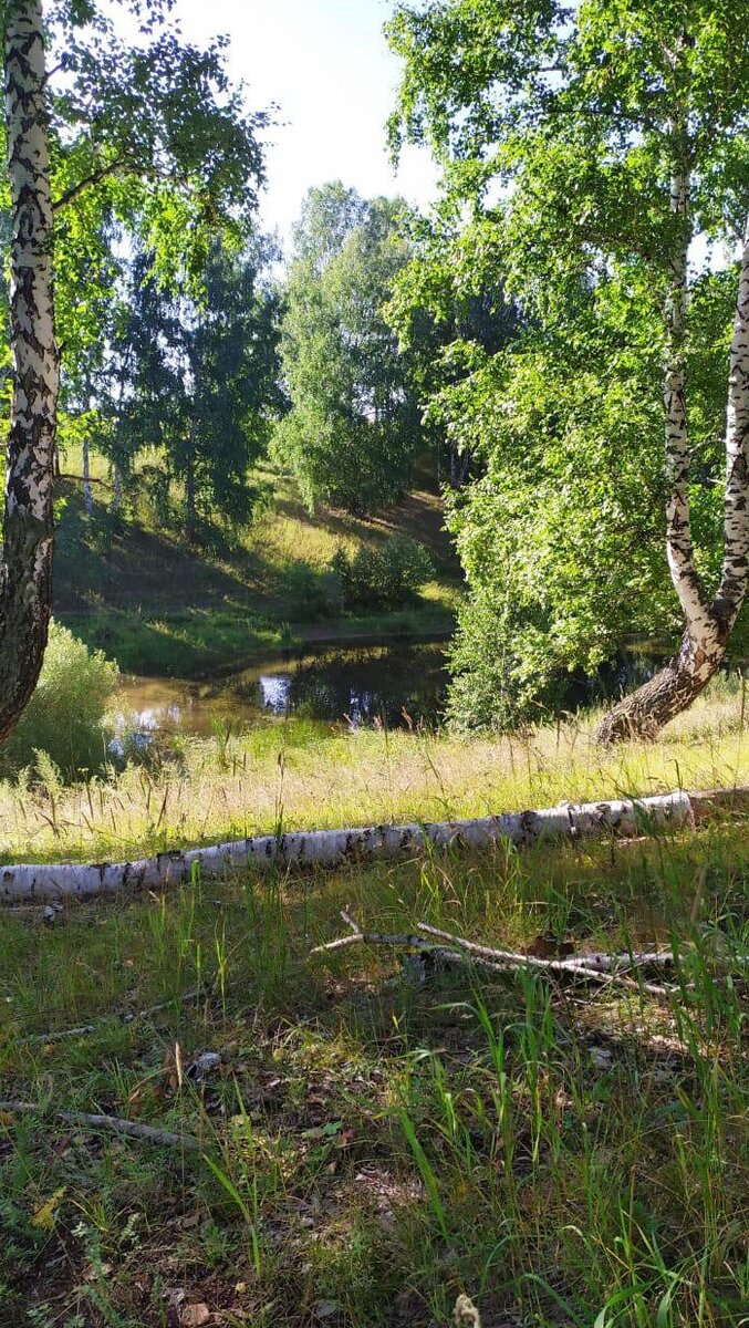 Лесной пейзаж 