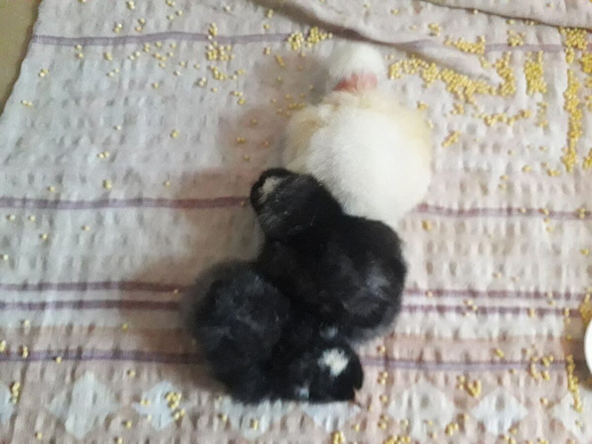 Первые орлы. Черненькие - от доминантов, белый цыпленок с голой шейкой