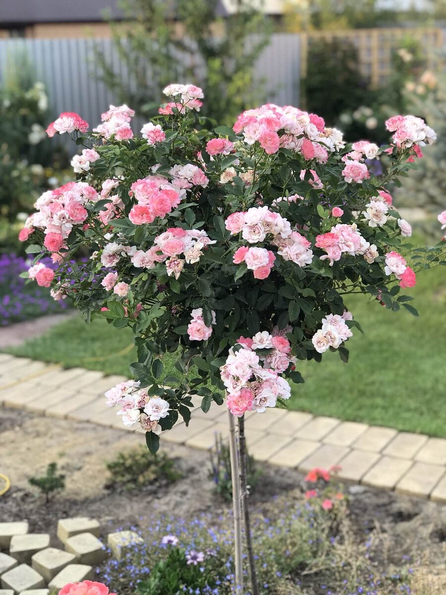 Роза Валферданге (Walferdange) на штамбе