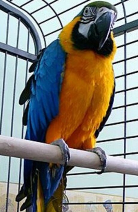 Источник: Яндекс. Картинки. Фото из сети