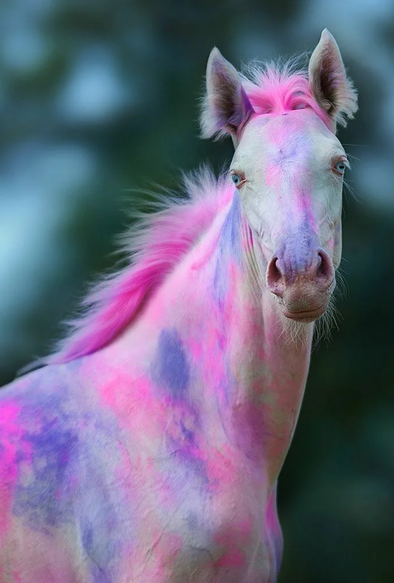 Розовые кони видео. Розовая лошадь. Лошадка розовый. Разноцветные кони. Цветные лошадки.