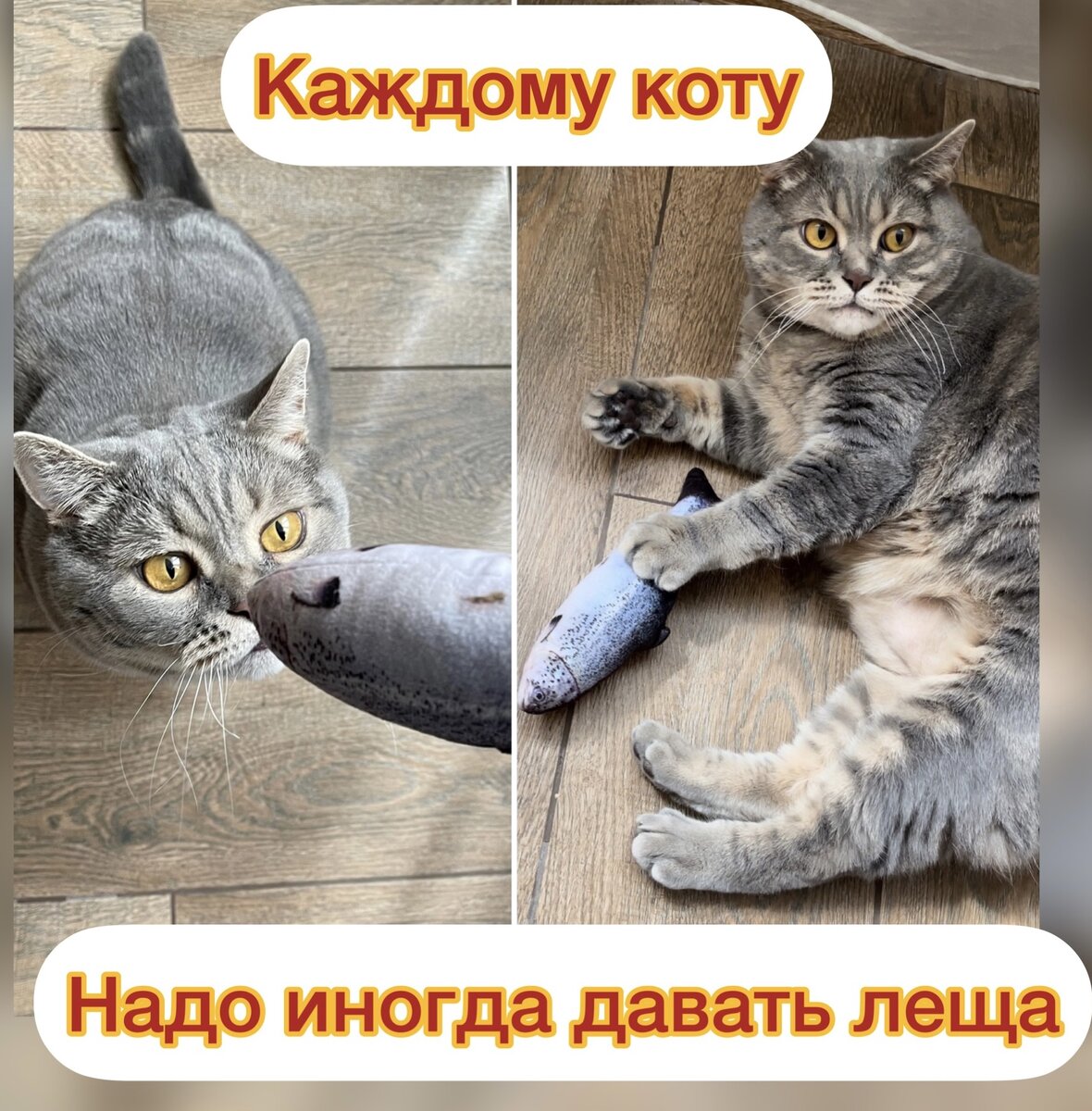 Девиз про кота