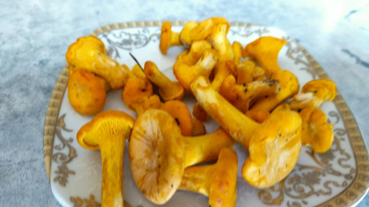 Урожай лисичек