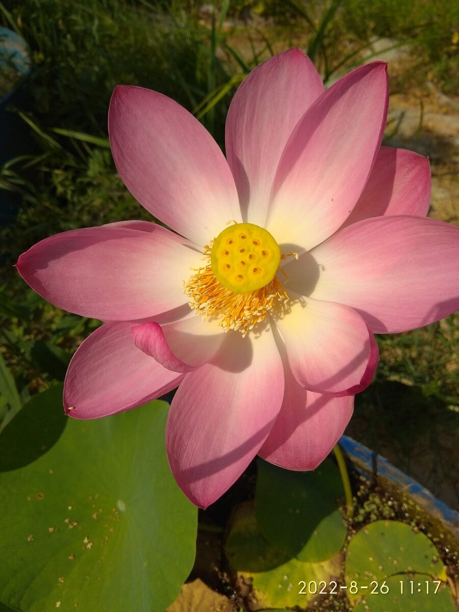 Вот такой цветок расцвел на 2-ой год