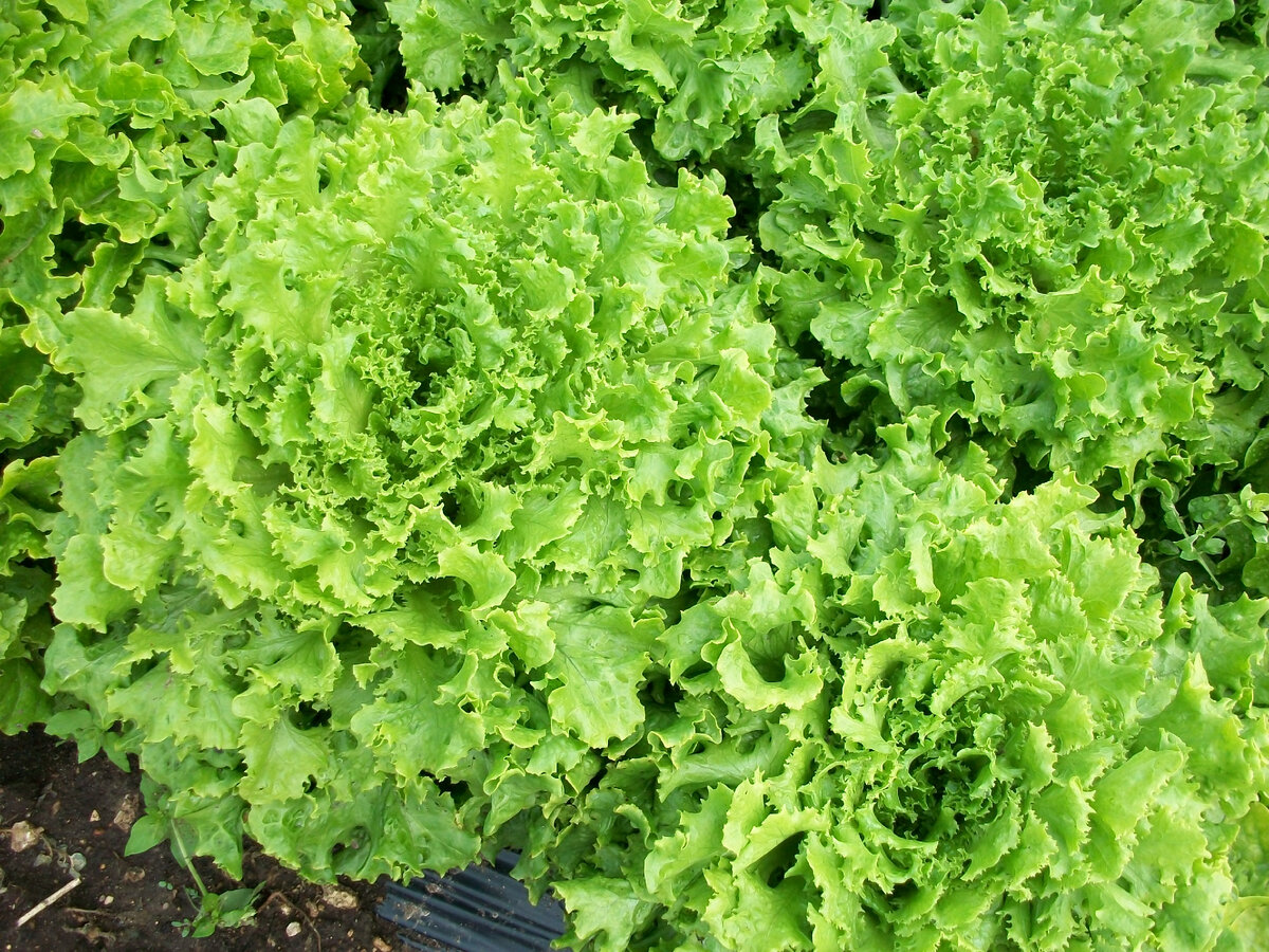 семена салатов листовых фото с названием