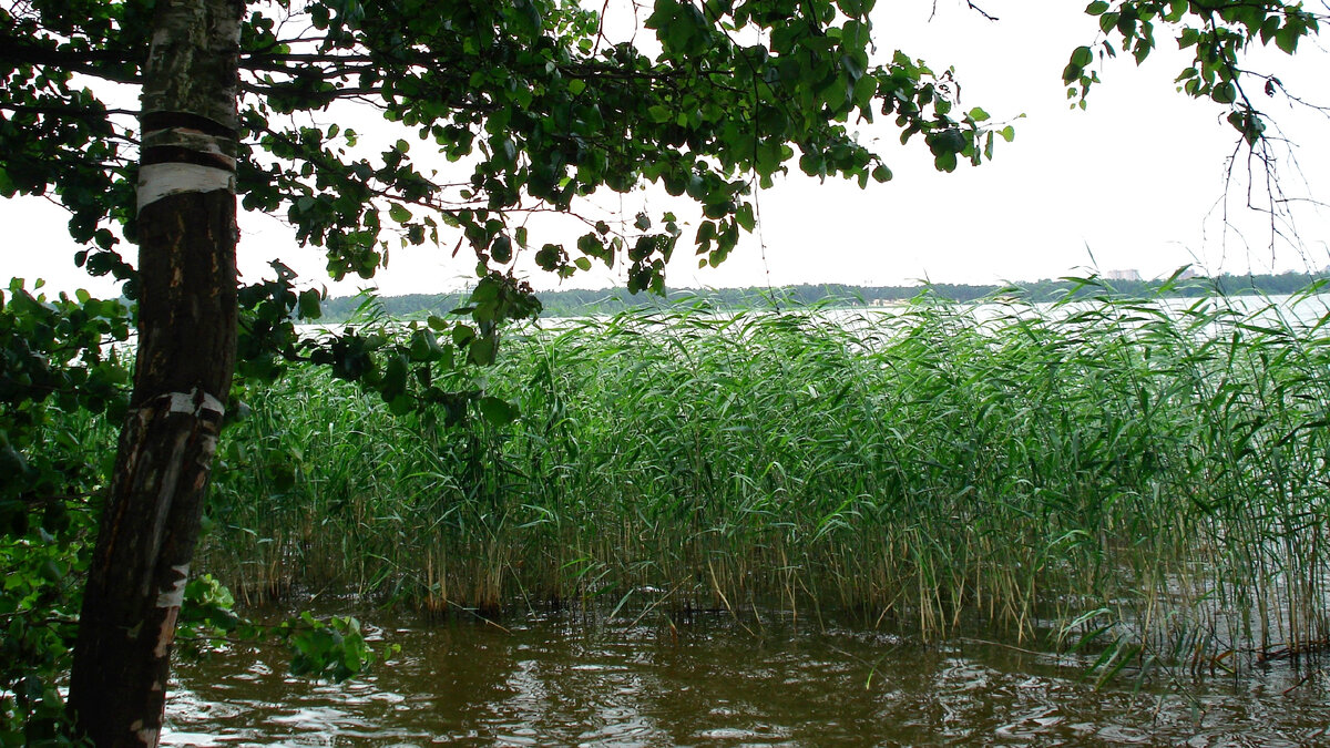 Берег озера Разлив. Личное фото автора