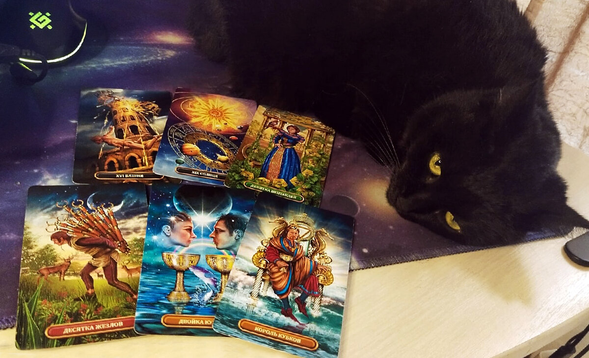 Чёрная кошка и карты Таро. Фото автора