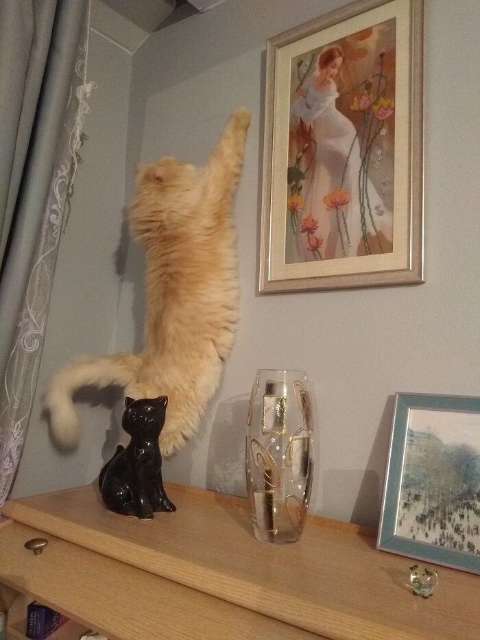 Вот что он там забыл? Нет там ничего - ни мухи ни какого-то пятна. Вообще ничего! Что он там пытался достать - одному кошачьему богу известно))