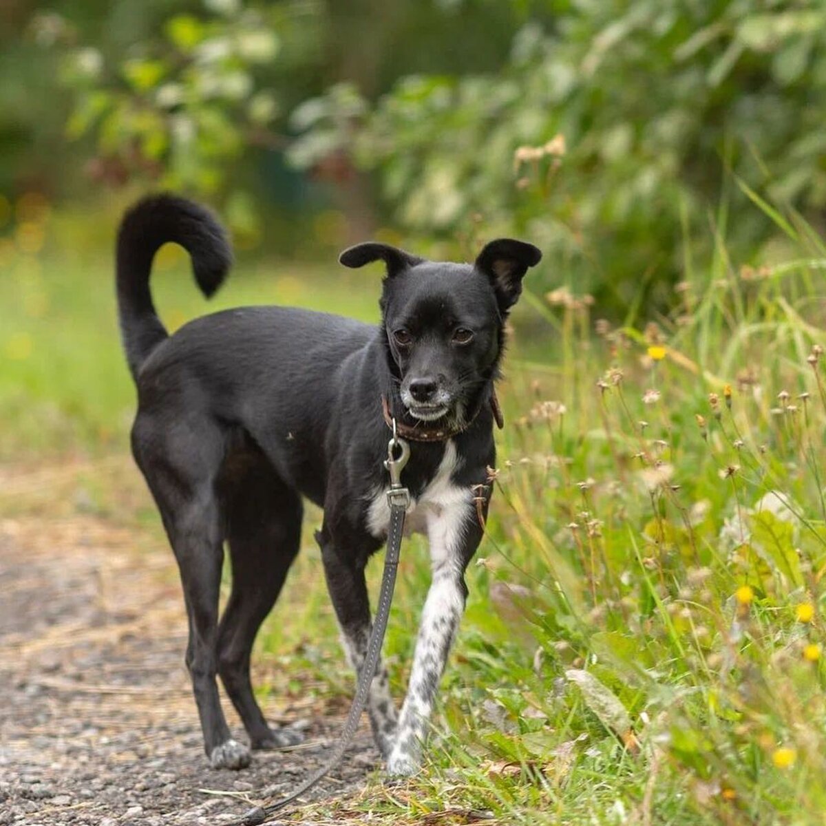    instagram.com/dogberrry admin