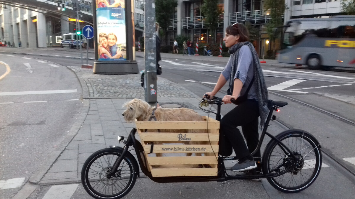 Любят люди собачек, даже сами возят их, а ведь некогда собаки выступали в качестве тягловой силы