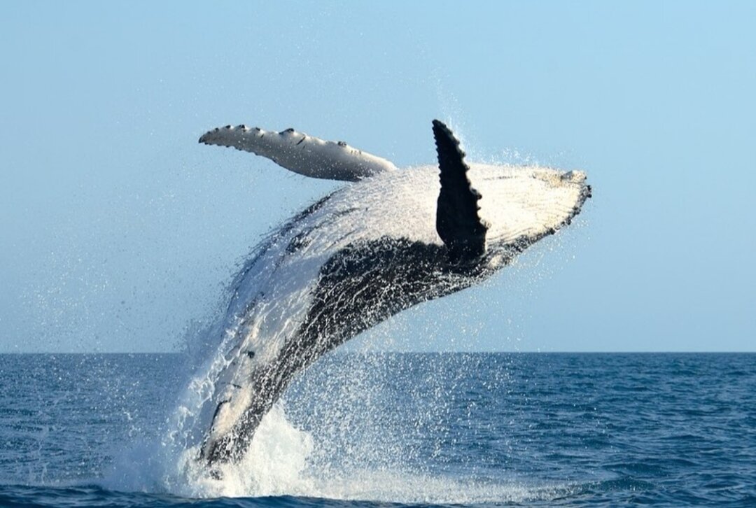 Горбатый кит