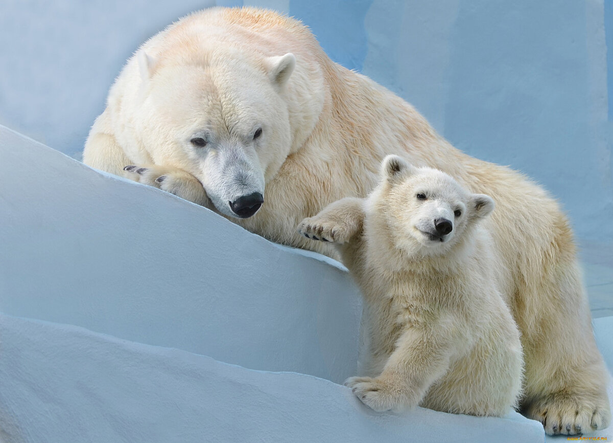 Почему у белого медведя черный нос: удивительные особенности окраски