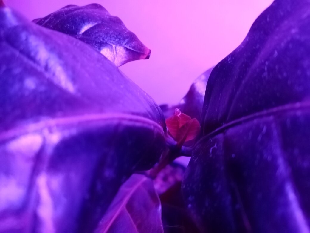 Молодые листочки кофейного дерева. Фото автора.