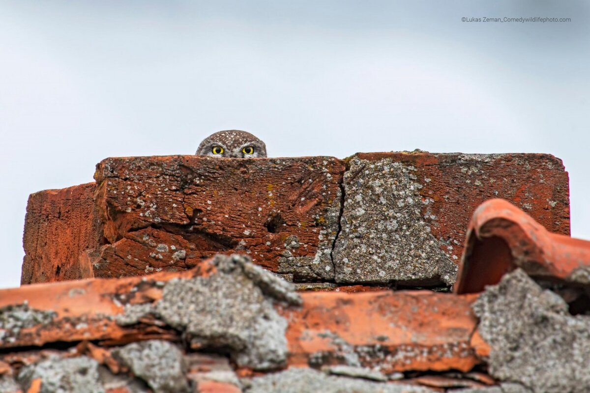 © Lukas Zeman.
Финалист Comedy Wildlife Photography Awards’2022