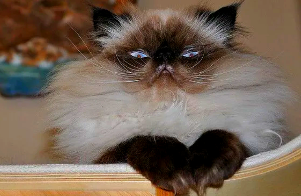 Гималайская кошка. Гималайские сиамские кошки. Гималайская Персидская кошка. Гималайский кот. Персидско сиамская кошка