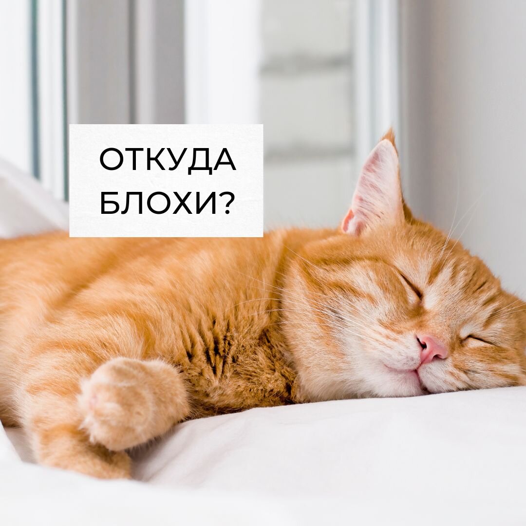Как выглядят кошачьи блохи