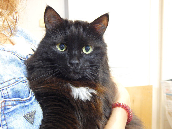 Даша находится в Кожуховском приюте Москва www.vao-priut.info 