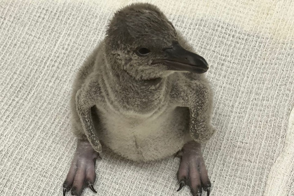     Малыш появился на свет 1 октября. Фото: Новосибирский зоопарк