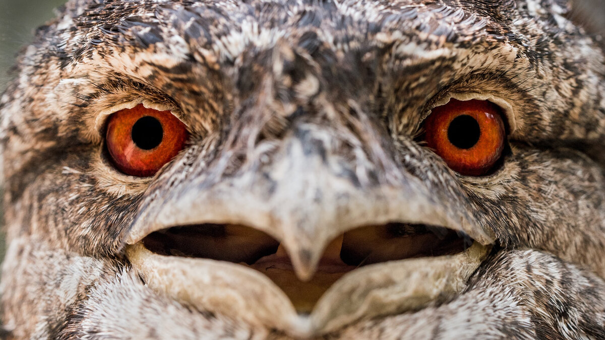 Как в IT не стать «красноглазым»