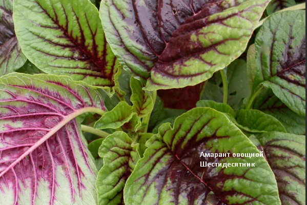 Амарант овощной Шестидесятник. Фото автора