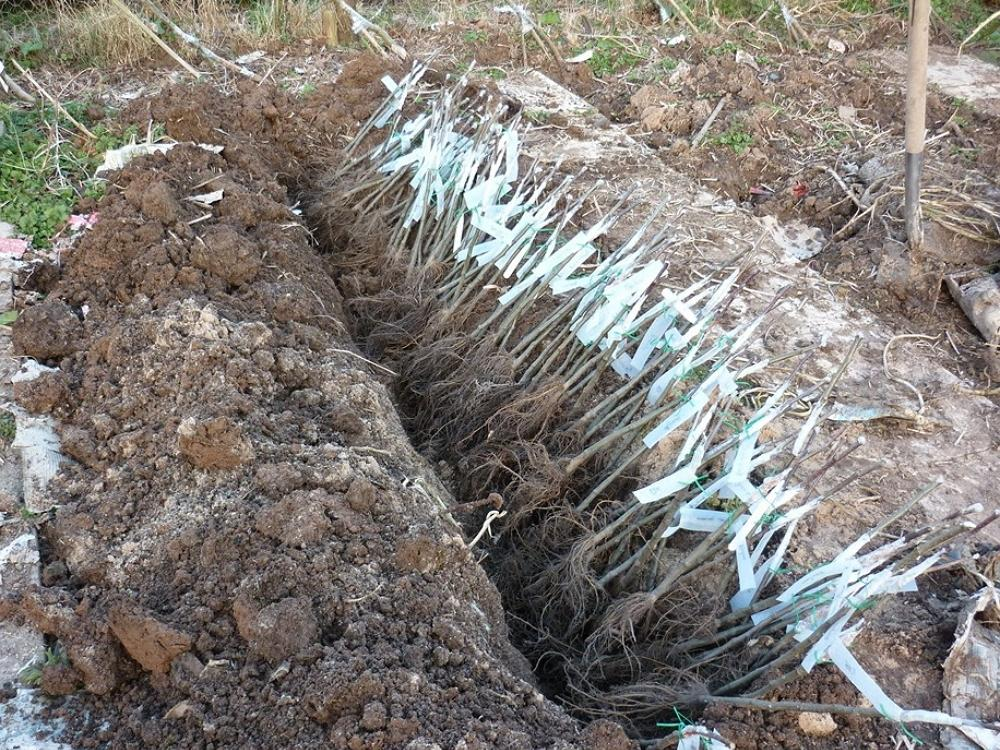 по сути временная посадка саженцев