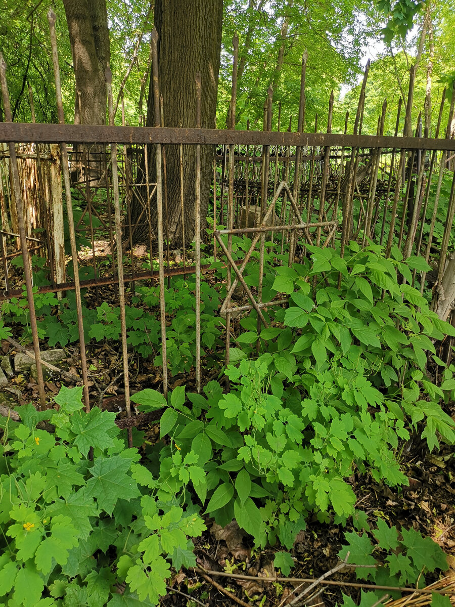 Еврейский участок на Лазаревском кладбище в городе Рязани.