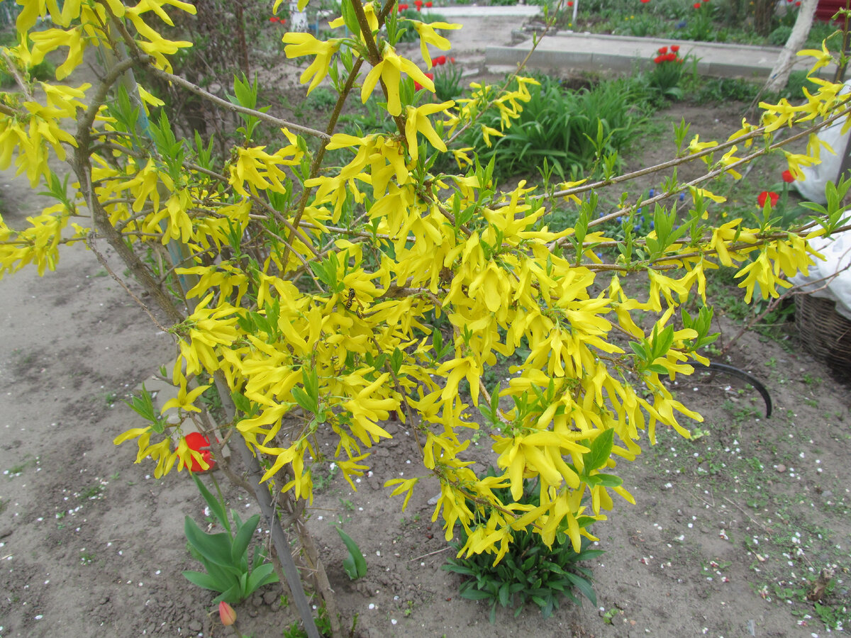 Форзиция. Фото автора.