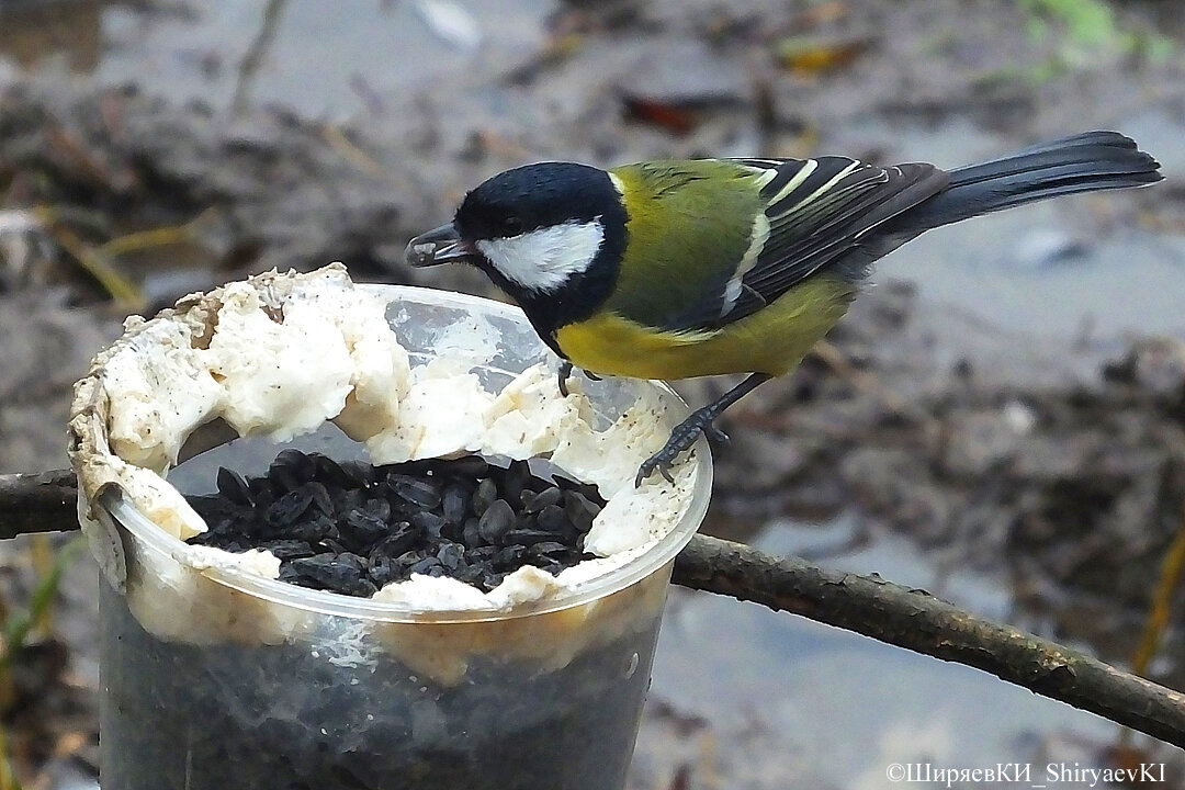 Семечки – привычный корм в малокормные времена года