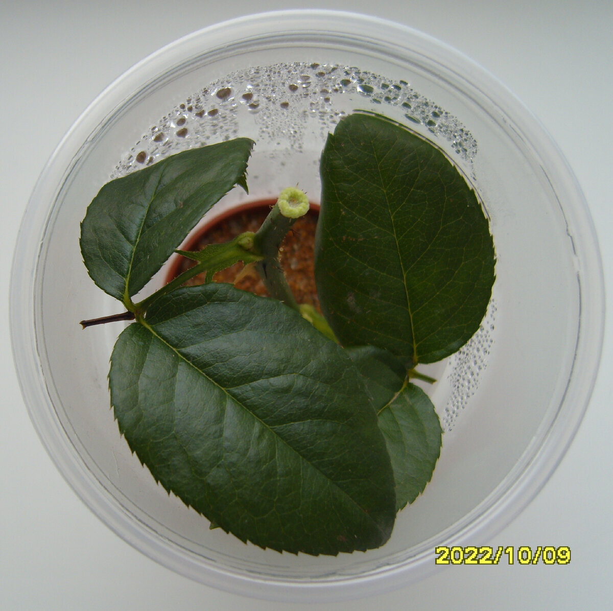 Первый черенок розы Блаш через месяц после начала эксперимента