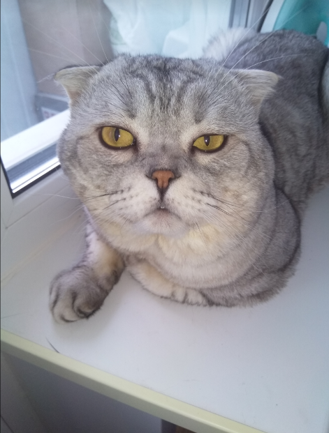 Я готов, ведите парикмахера))