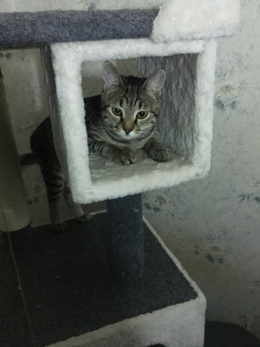 «Свободная касса!» Этого игрового комплекса высокоактивной кошке хватило ровно на год. Потом пришлось покупать новый. 