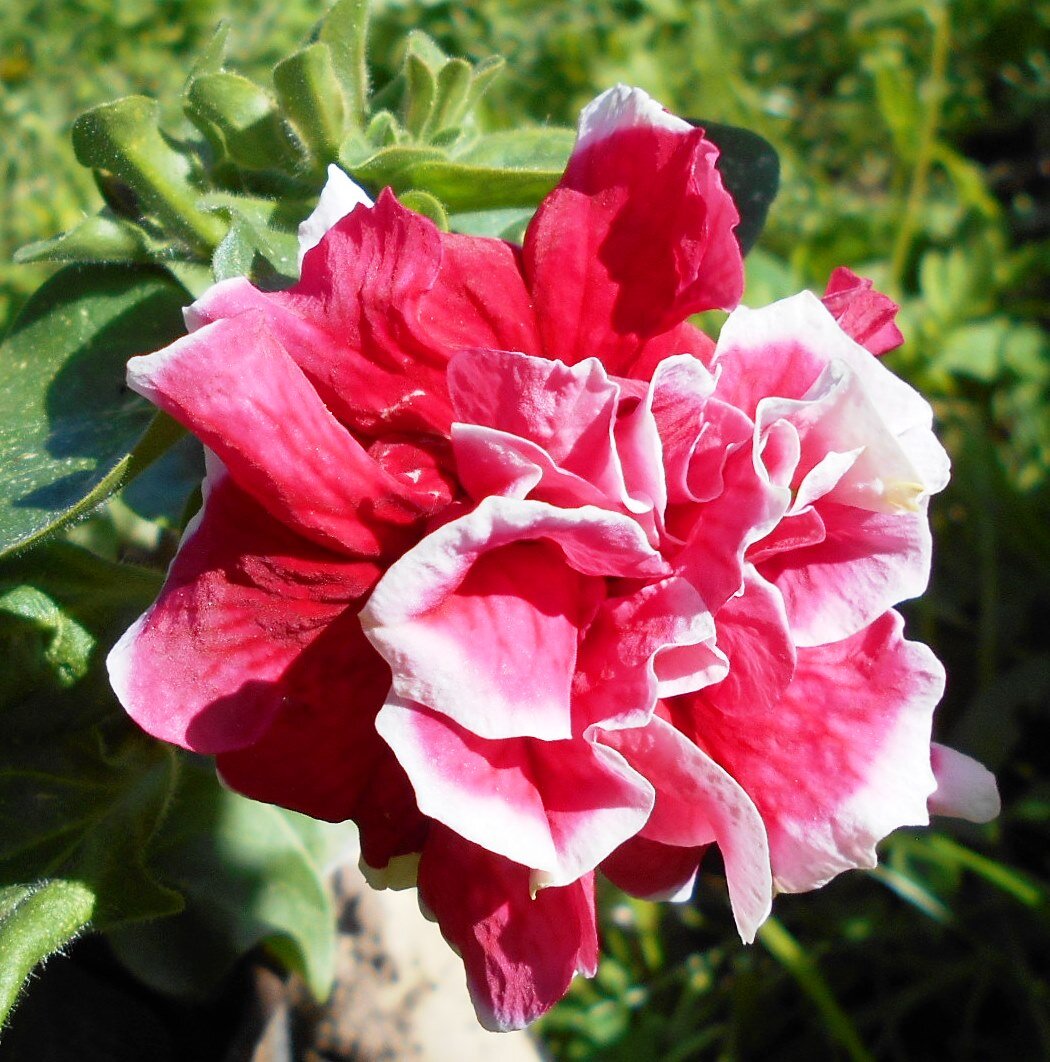 Для поднятия настроения )) Когда-то у меня такие петуньки росли....