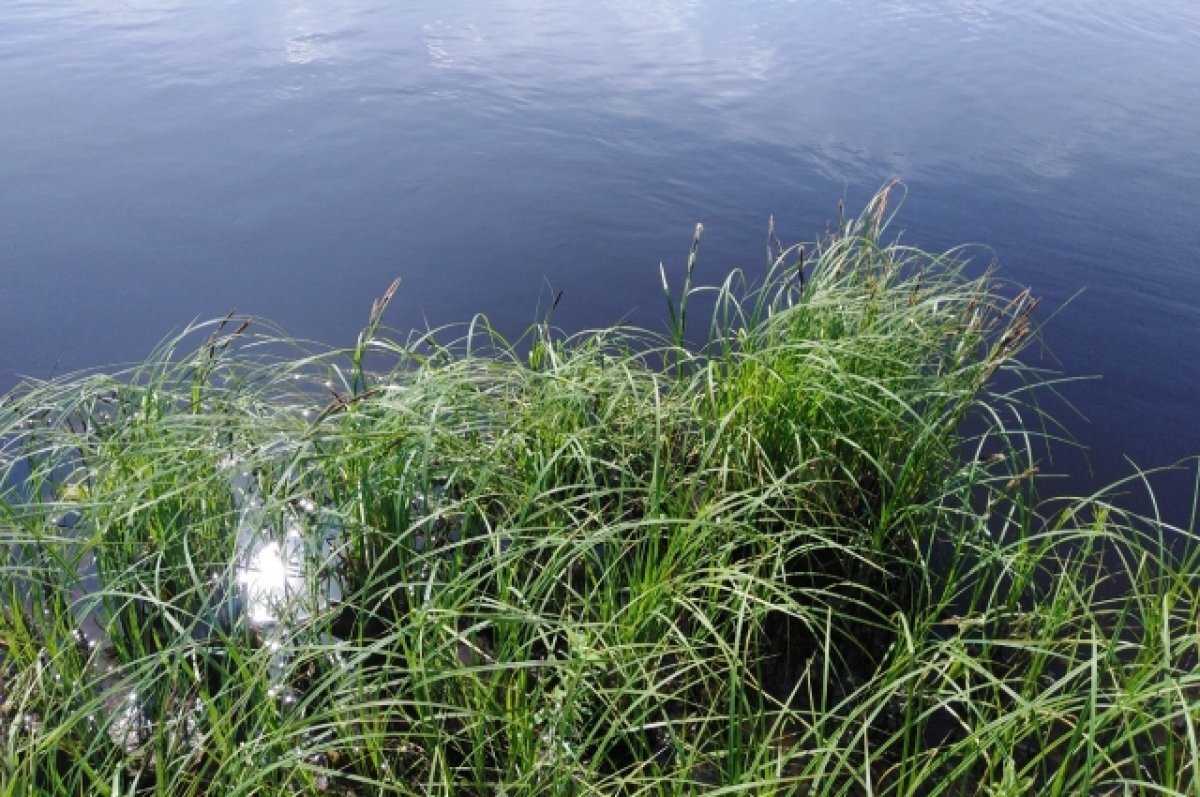    Алтайское озеро Завьялово будут очищать, пока вода не замерзнет