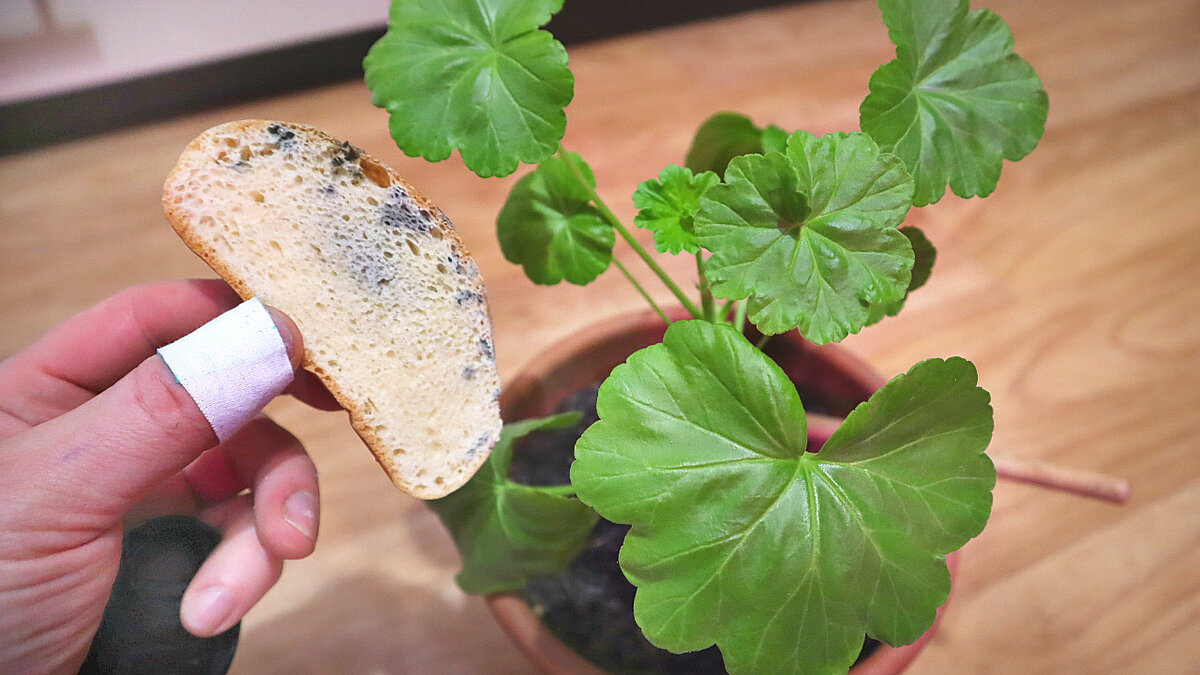 Пенициллин на хлебе.