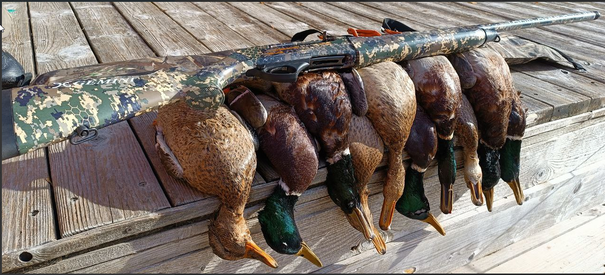 Утрянка норма 10 уток на охотника по путевки-норма есть!