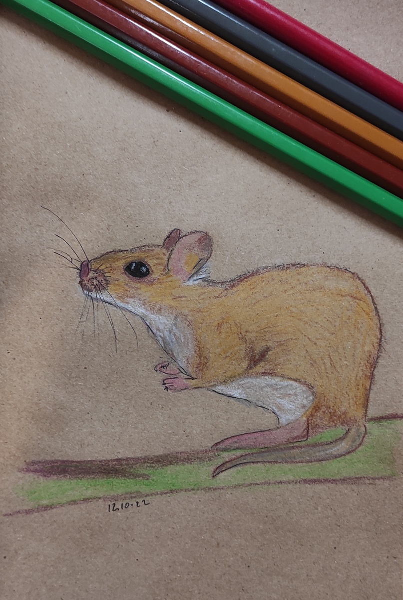 #рисунок #животные 