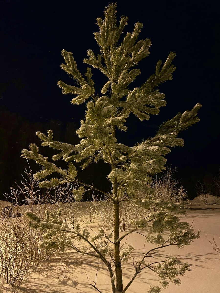 ель на вершине Горящей горы 