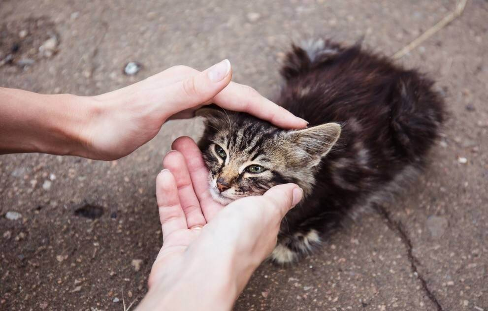 Взяли кошку с улицы: что дальше?