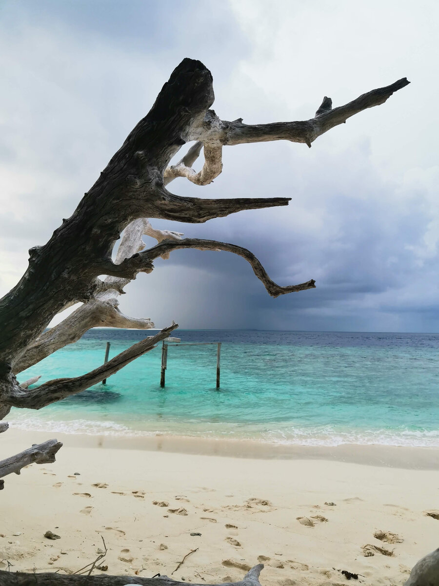 Нас погода не балует. Время на поиск еды только до обеда, потом вот так и дождь 