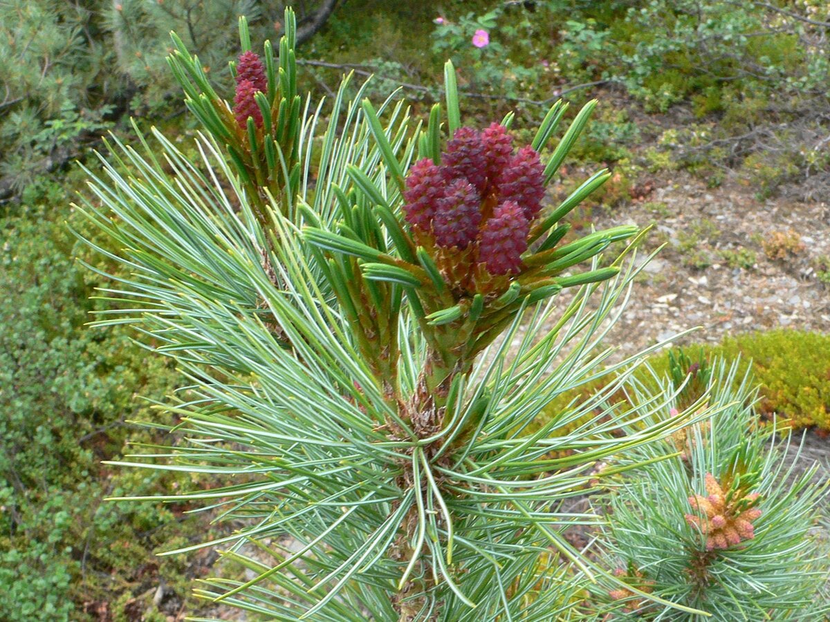 Pinus pumila