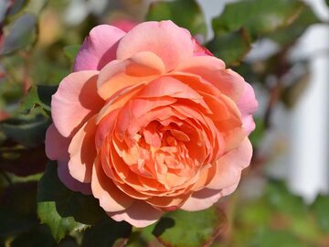 scale_360 Флорибунда: Леонардо да Винчи