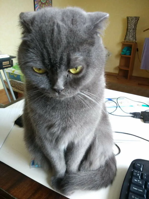 рыжий кот обиделся. кот обиделся. кот обижает кошку. обидчивый кот. смешные картинки с котами.