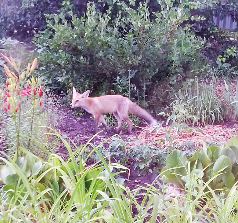 Лиса пришла в гости