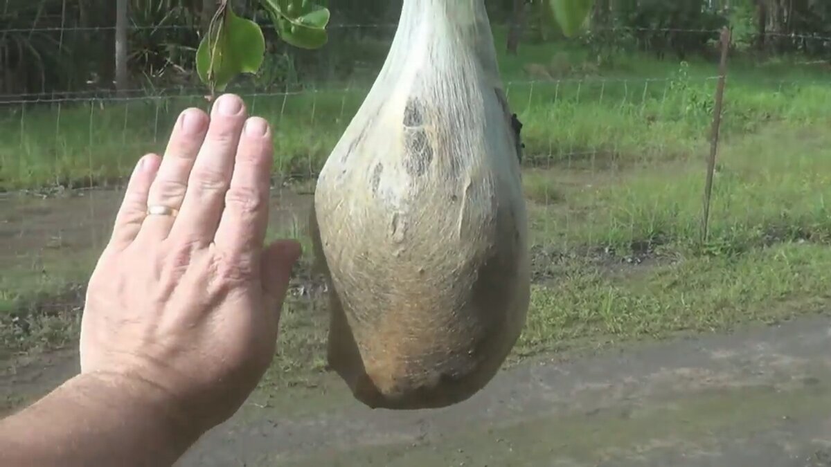 Кокон по размеру, больше ладони взрослого человека