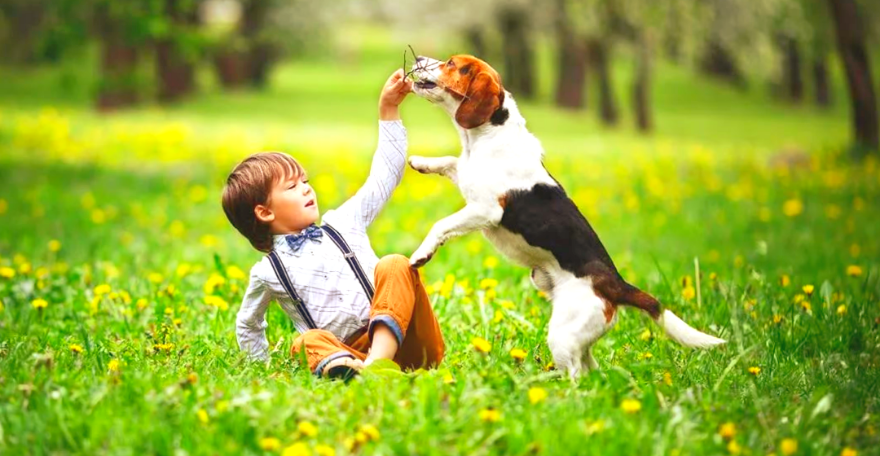 Друзья-компаньоны