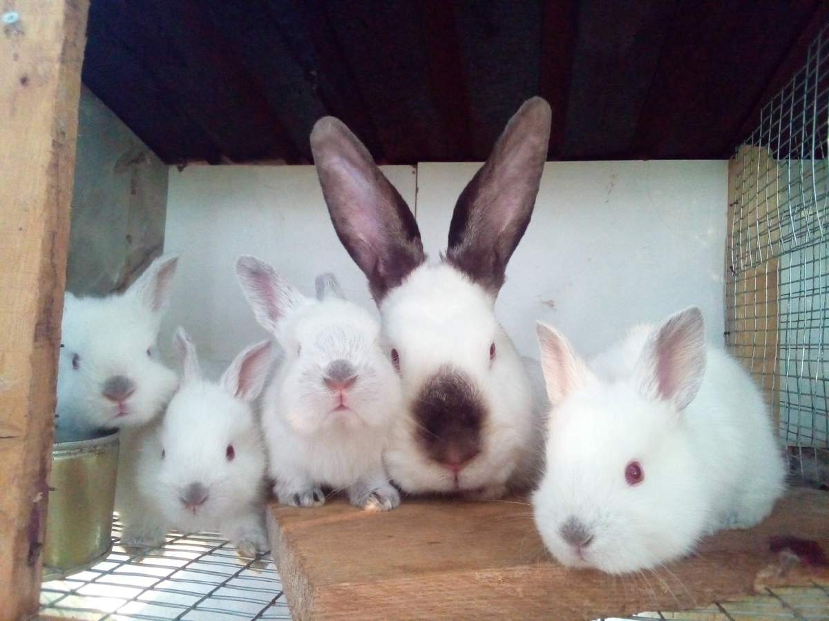 Элли с первенцами.