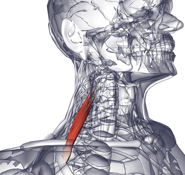 Лестничные мышцы анатомия. Грудино подъязычная мышца шеи анатомия. Щитоподъязычная мышца шеи. Грудино ключично сосцевидная мышца и лестничные мышцы. Лопаточно подъязычная мышца шеи анатомия.